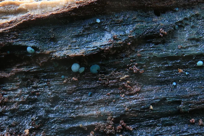 Aeruginoscyphus sericeus 3 - IMG_6474